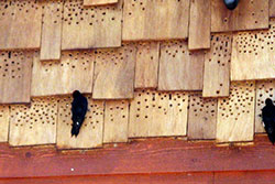 wookpeckers
